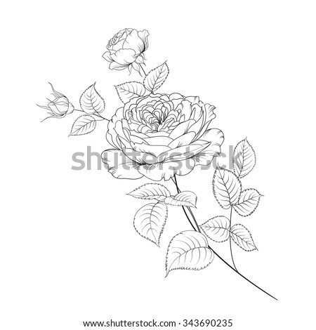 Bouquet of roses isolated on white background. Vector illustration. Flower roses on white background. Mop head roses flower isolated against white. Beautiful colored flowers.Vector illustration.