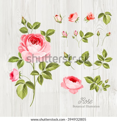 Vintage flowers set over wooden desk. Wedding flowers bundle. Flower collection of watercolor detailed hand drawn roses. Vector illustration.