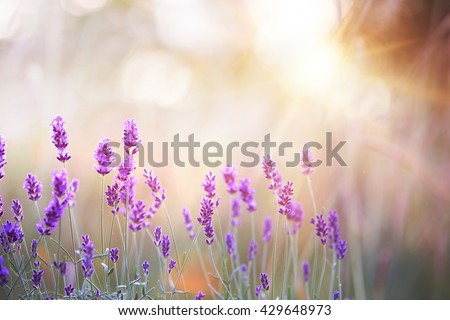 Lavender bushes closeup on sunset. Lavender field closeup. Blooming lavender.Sunset gleam over purple flowers of lavender. Provence region of france.