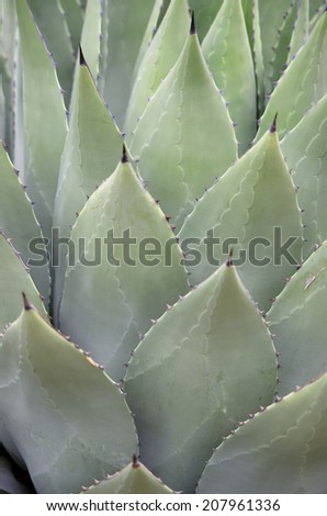 agave plant vertical