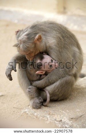 Monkey Macaque Family on the street of Indian town