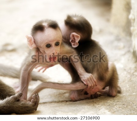Monkey Macaque Babies on the street of Indian town