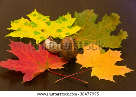 orange and green color maple leaves and cepe mushroom