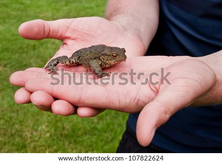 Toad shown in open hands in grass field