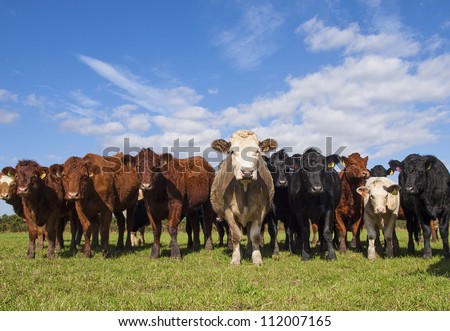 Stabilizer + Other Cows In English Countryside