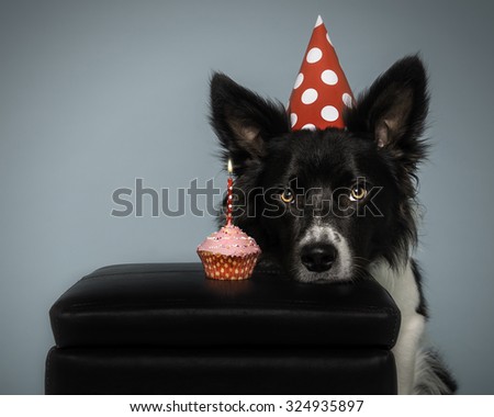 Border Collie dog birthday with cake and hat on a blue background
