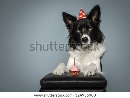 Border Collie dog birthday with cake and hat on a blue background
