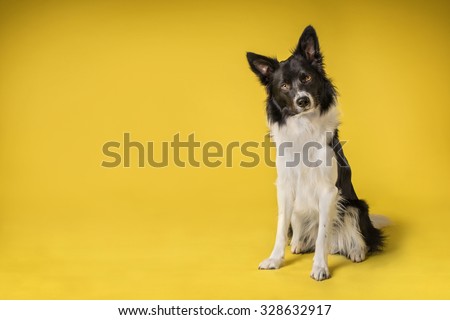 Border Collie Dog portrait in studio on a yellow background