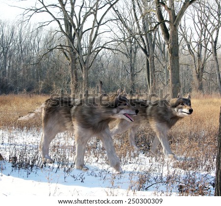 An illustration of  Dire Wolves hunting together in the woods. The dire wolf is an extinct carnivorous mammal of the genus Canis, roughly the size of the extant gray wolf, but with a heavier build.