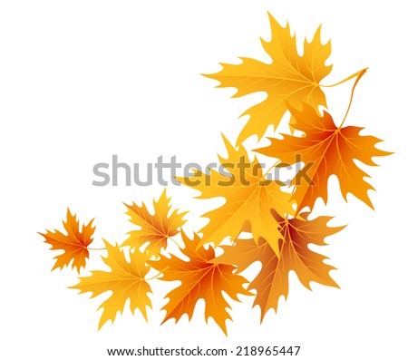 Autumn maple leaves isolated on white Vector Autumn maple leaves isolated on white Vector