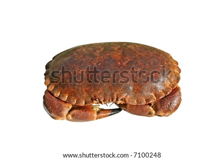 alive crabs