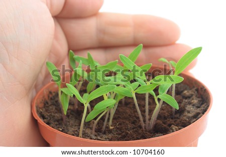 Tomato Sprouts