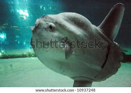 Huge luna-fish (mola-mola or ocean sunfish) in dark underwater environment.