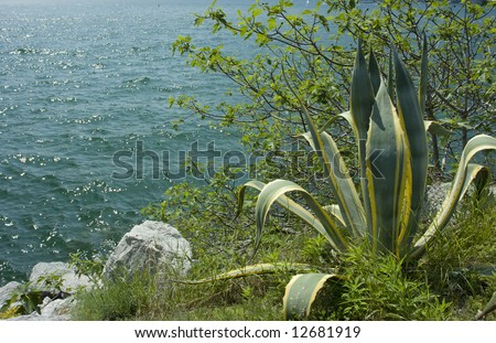 Huge Aloe Plant