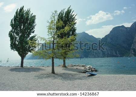 Garda lake shore with surfing board and three beautiful trees
