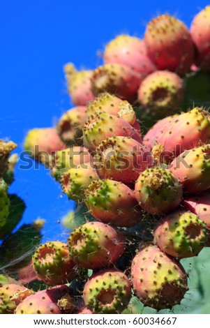 Wild-growing prickly pear cactuses with red fruits against clear blue sky