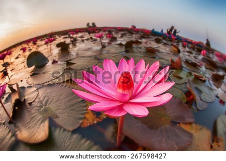 Lotus flower in mist curved fish-eye lens.