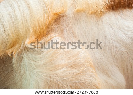 Macro  Brown and white Goat Hair .Macro with extremely shallow dof