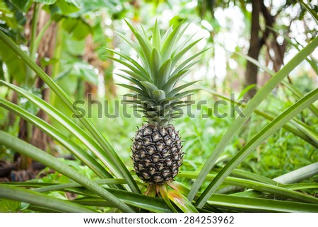 Raw Pineapple on green background  in a farm