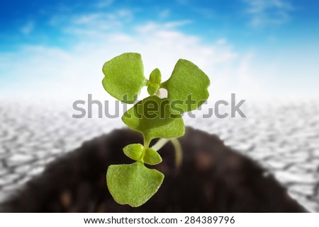 Young seedling growing in sunlight and soil cracked background