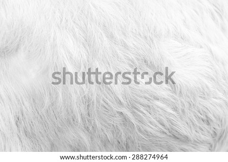 Macro White Goat Hair.Macro with extremely shallow dof