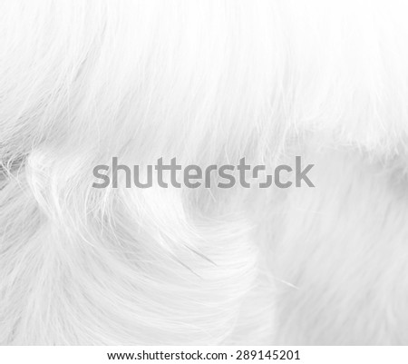 Macro White Goat Hair.Macro with extremely shallow dof