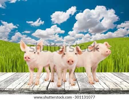Three smile baby pig  on wood and on grass hill background.