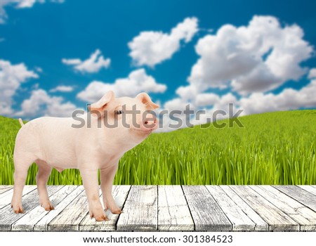 smiling baby pig on wood and on grass hill background.