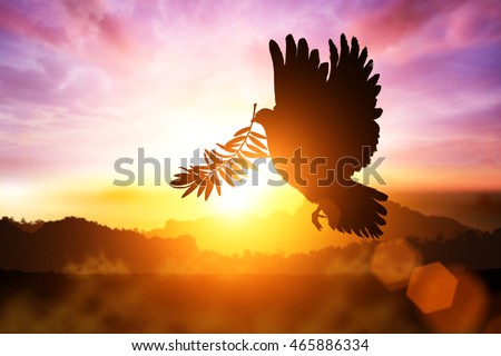 Silhouette of Dove carrying olive leaf branch .Freedom concept and World Peace Day and international day of peace 2016