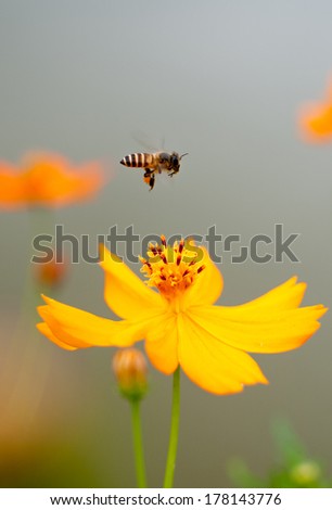 bee , flying bees on flower