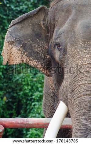 elephant, , Thai elephant ,elephant faces , Thailand elephants face
