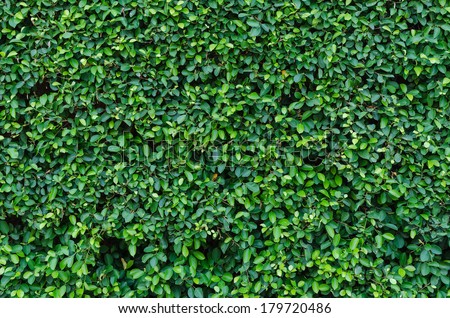Ornamental shrubs ,Wall shrubs