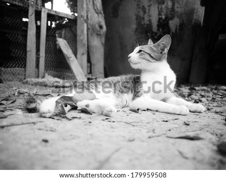 Black and white house cat , cats