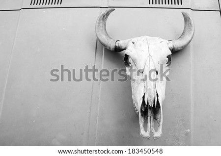Black and white cow skull