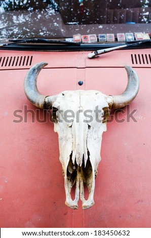 cow skull , cow skull on red background ,  cow skull on hood