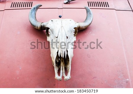 cow skull , cow skull on red background ,  cow skull on hood