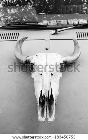 Black and white cow skull