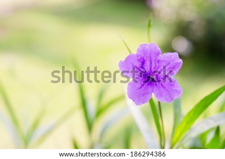 Purple Flower , Purple flowers, green leaves