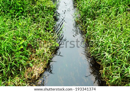 Canal water and green grass , Waste water and green grass