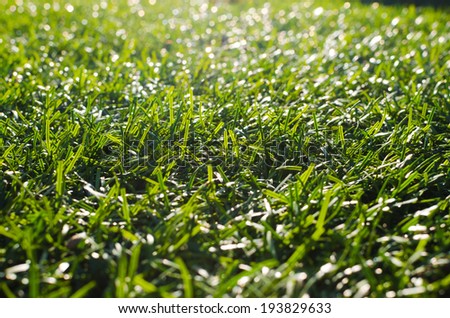 Artificial grass , Artificial grass and sun light , fake grass and Sun light
