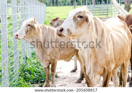 White cow thai , Thailand cow farm