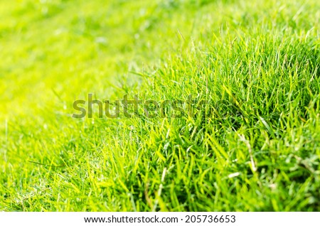 Grass green Shallow DOF , Grass green day