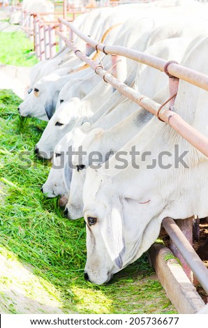 Thai cow eating grass , Thai cow Farm , Many white cow , cow eating grass shallow dof