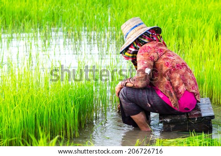 Thailand farmer , Thailand farmer women , Thailand farming