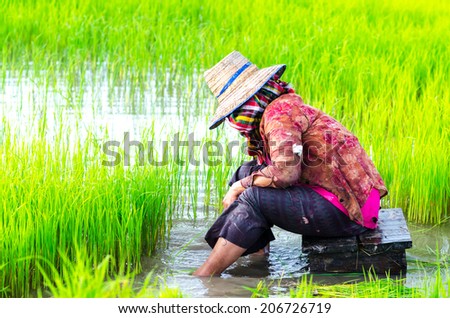 Thailand farmer , Thailand farmer women , Thailand farming