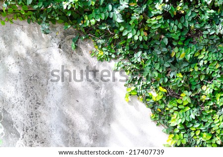 Wall and tree for background,The Green Creeper Plant on a White Wall Creates a Beautiful Background