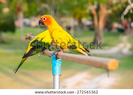 parrot birds of pets