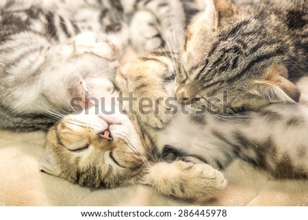Two cats sleeping ,Lazy cats