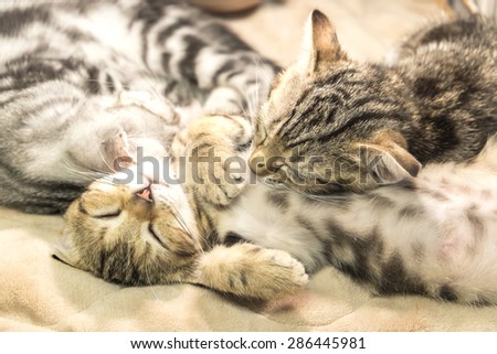 Two cats sleeping ,Lazy cats