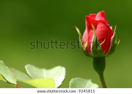 scarlet flowering rose with a bright green foliage